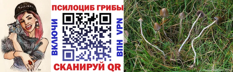 Галлюциногенные грибы Cubensis  где купить   Палласовка 